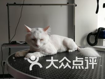 密云區(qū)寵物食品用品與寵物服務全攻略
