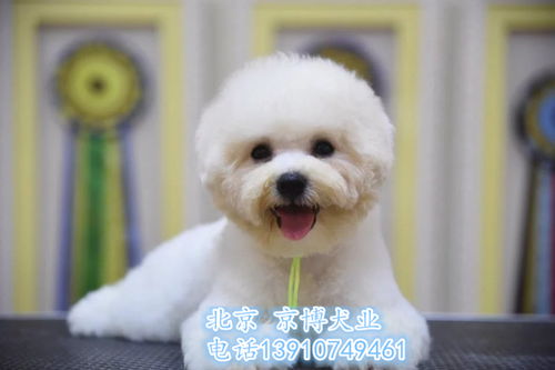 精品比熊犬 雙血統法系卷毛，健康保障簽協議