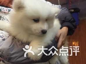 成都雙楠寵物服務 關愛寵物，呵護家庭伙伴